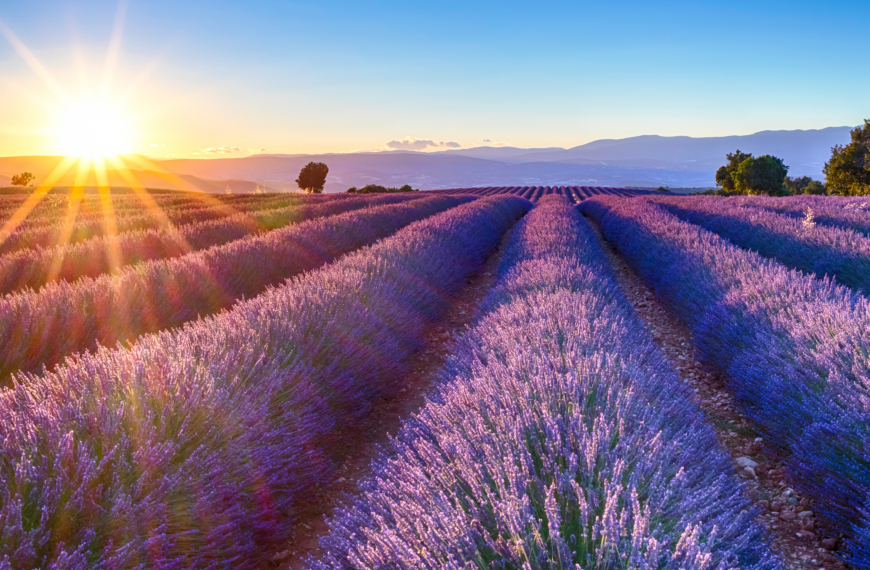 Champ de lavande au coucher du soleil.