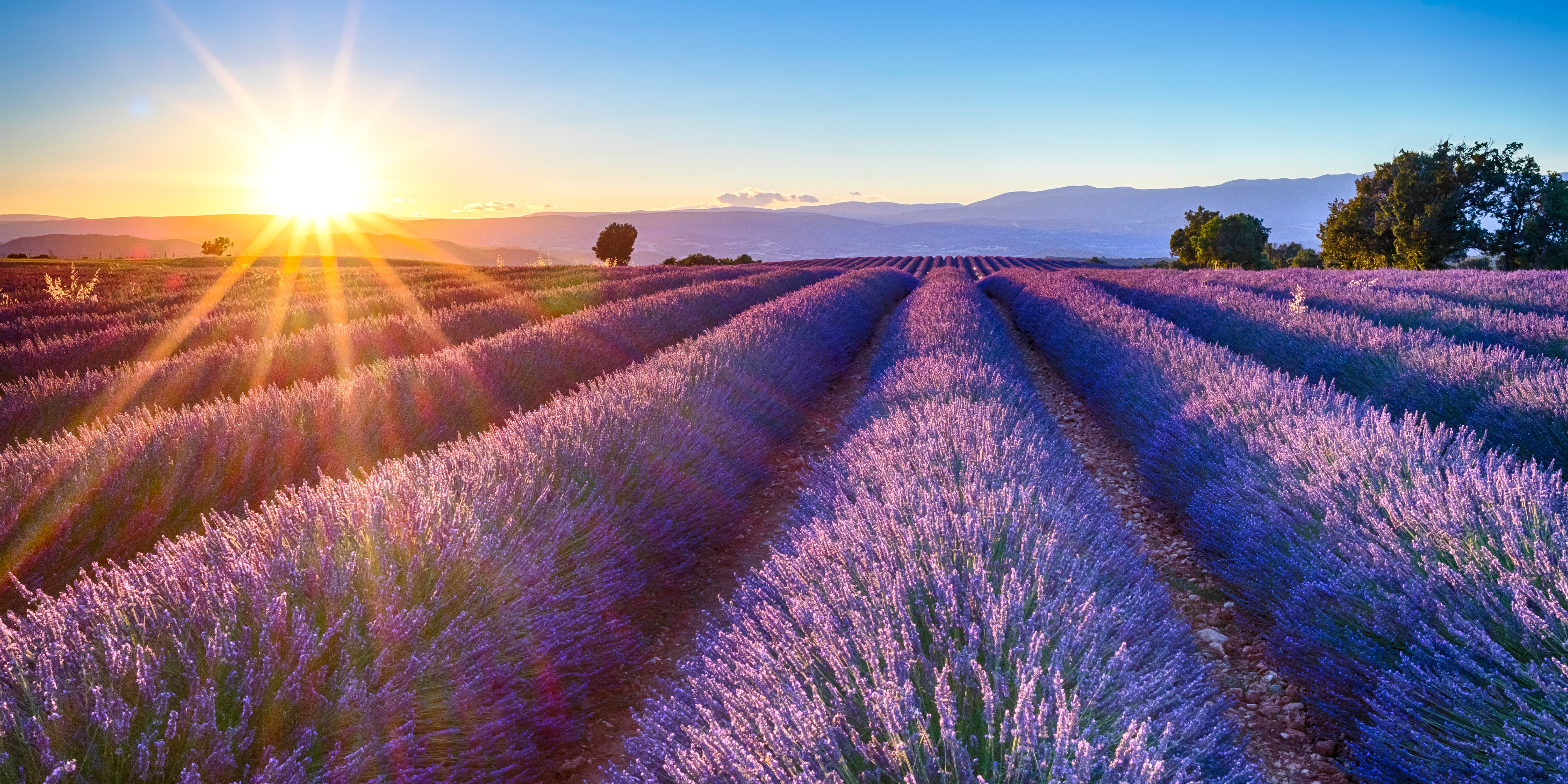 Champ de lavande au coucher du soleil.